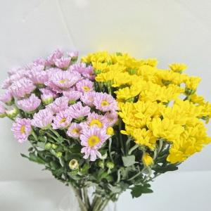 소국 한다발 1SET