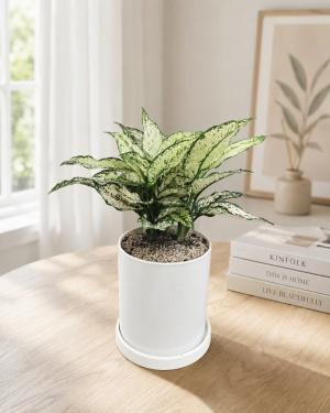공기정화식물