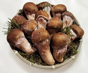 참송이버섯 500g