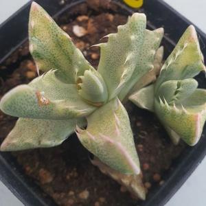 사해파금