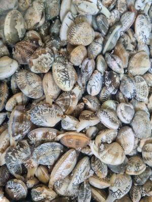 바지락 1kg