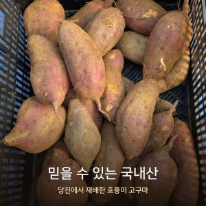 당진 호풍미 고구마