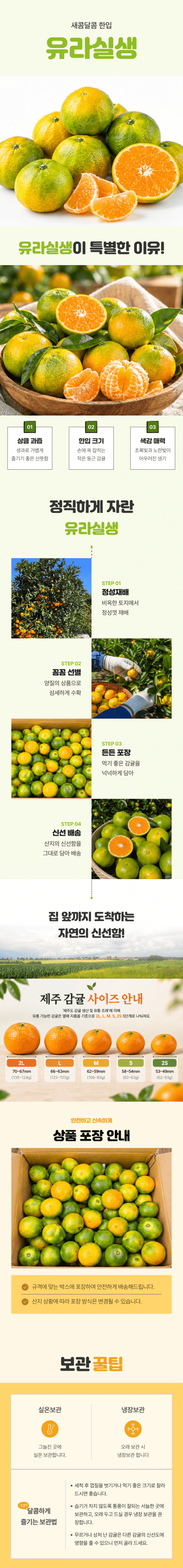 제주도 햇귤 3kg 사진 1