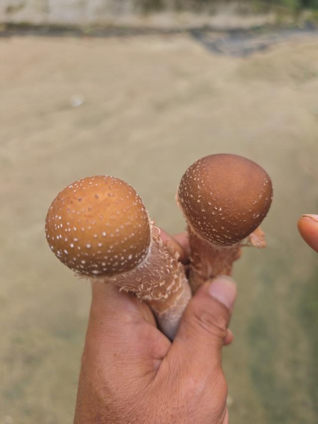 참송이버섯 500g 사진 2