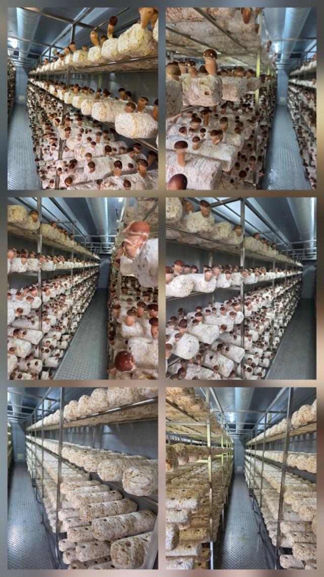 참송이버섯 500g 사진 4