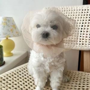 강아지 페이스커버