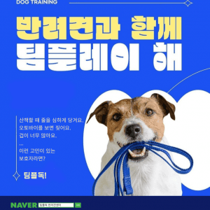 강아지 훈련소