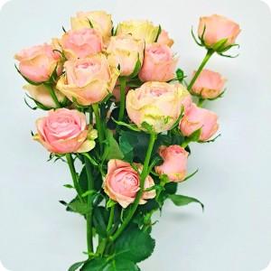 유니정원 미니장미 10송이 꽃다발 생화택배 스프레이한다발
