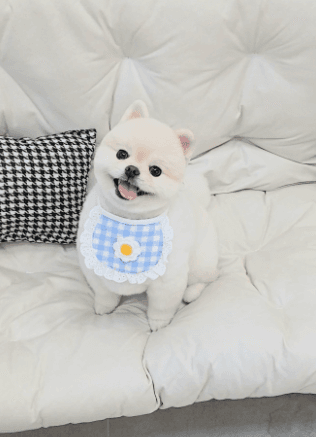 이뿌개