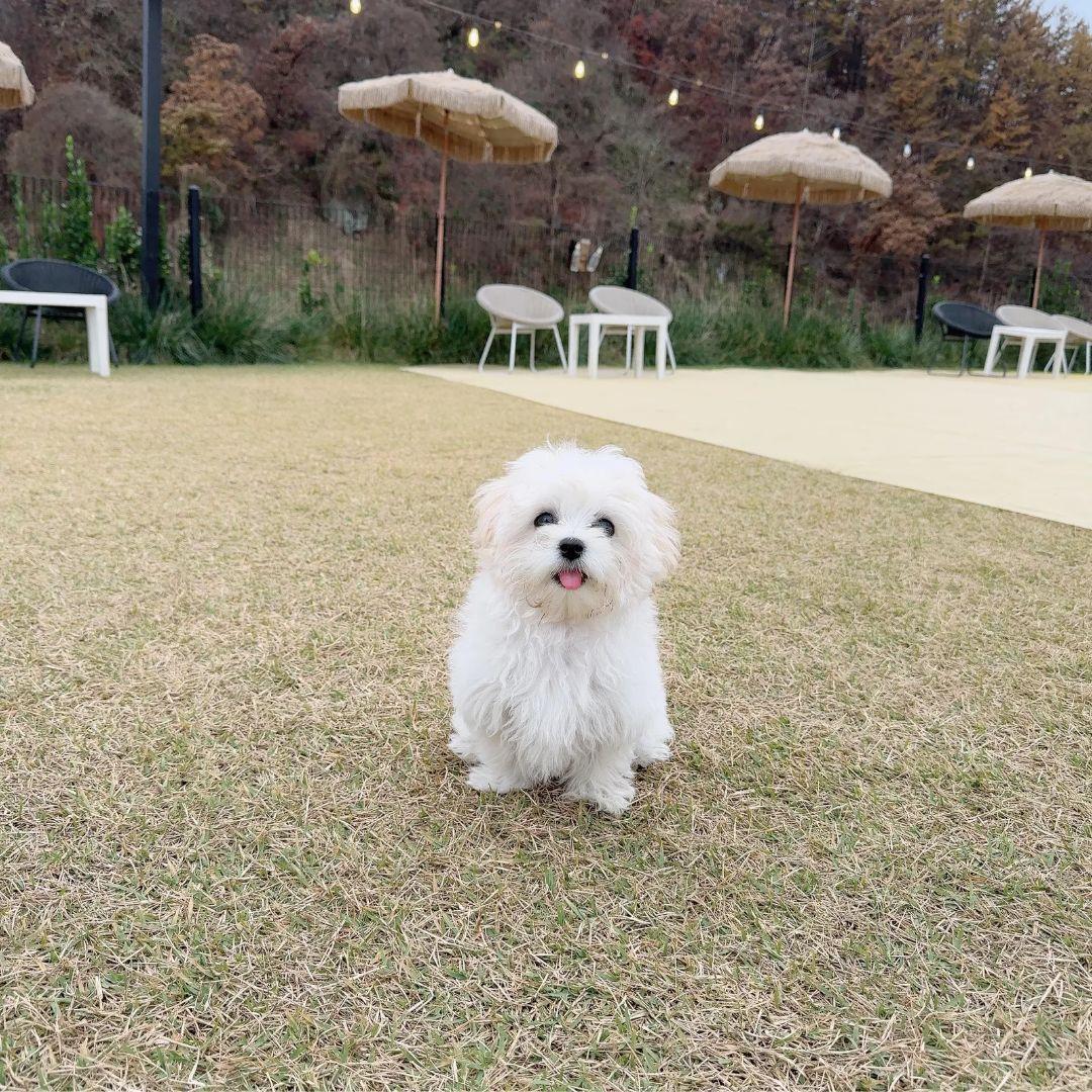 애견카페 펍 곰곰