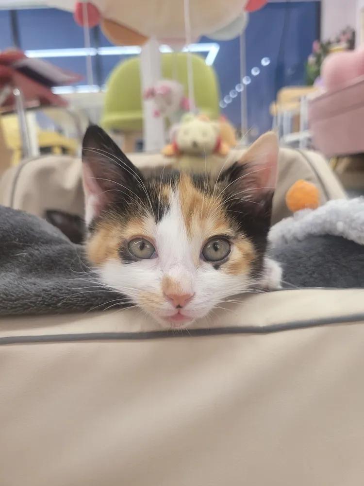 드레스입은 고양이