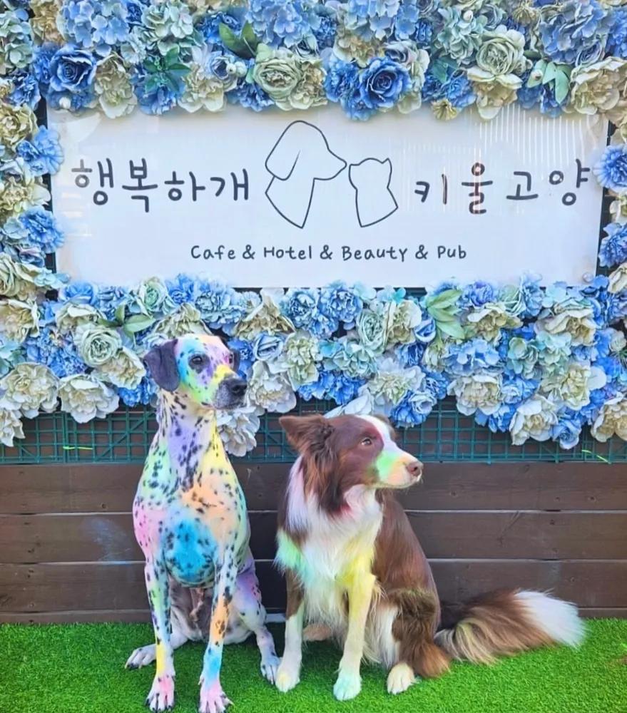 행복하개키울고양