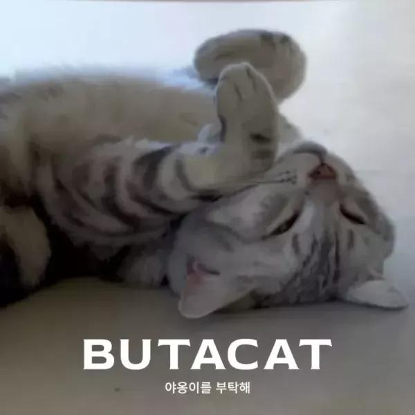 부타캣 강서점