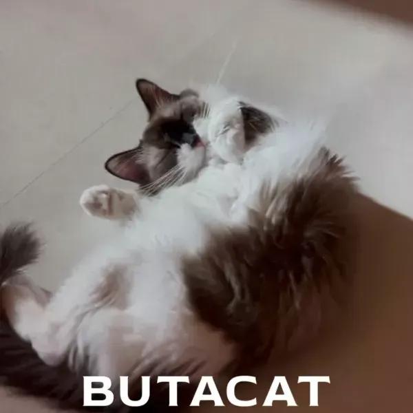 부타캣 강서점