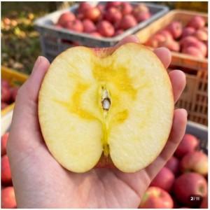고당도 경북 안동 홍로 꿀 사과 5kg 10kg 못난이 햇 감홍 홍로사과