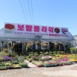 서오릉 예쁜꽃들을 만날수 있는 화훼농원 [보람플라워]