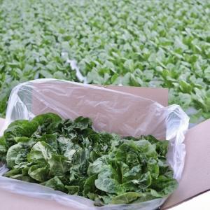 통로메인 상추 1kg