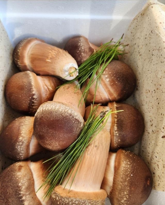 참송이버섯 500g 사진 5