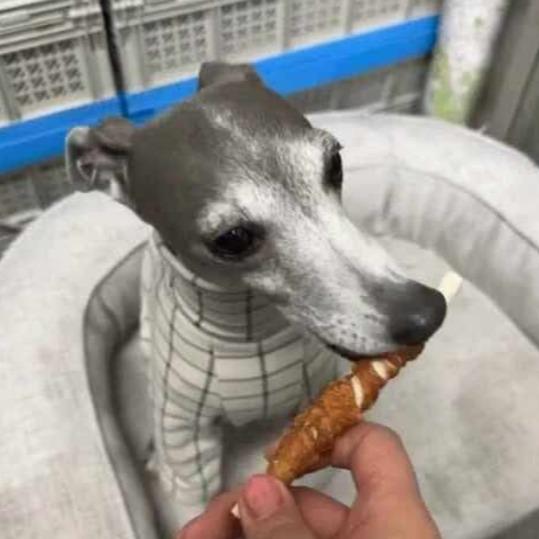 강아지 져키