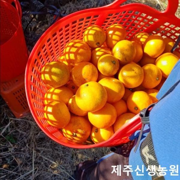 제주 노지귤